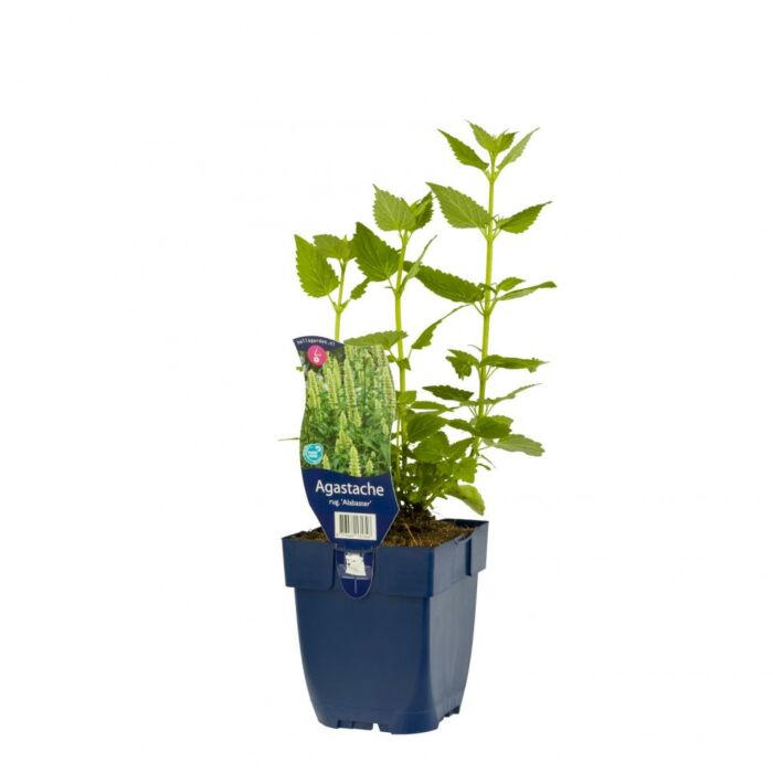 Anijsplant - Agastache rugosa 'Alabaster'
