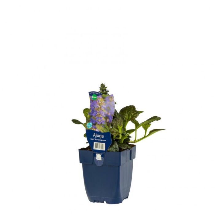 Kruipend zenegroen - Ajuga reptans 'Atropurpurea'