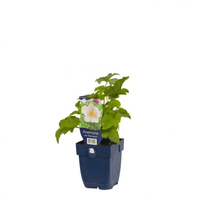Japanse anemoon - Anemone tom. 'Robustissima'