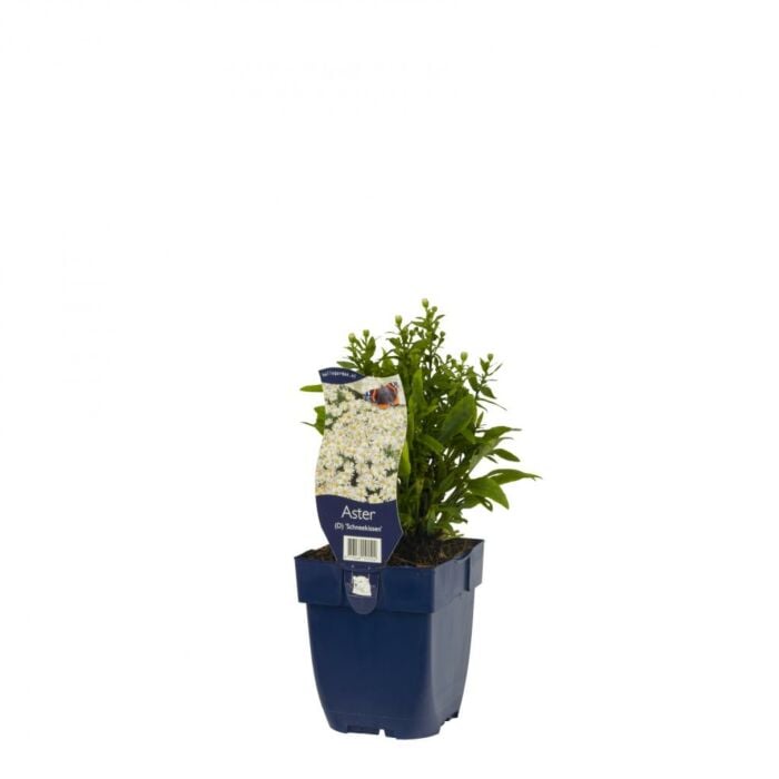 Herfstaster - Aster (D) 'Schneekissen' Herfstaster - Aster (D) 'Schneekissen'