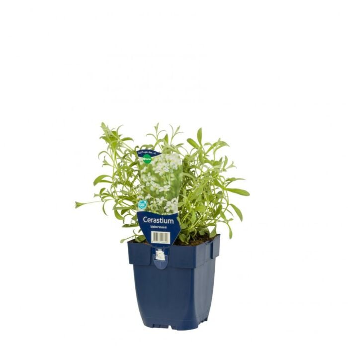 Hoornbloem - Cerastium biebersteinii Hoornbloem - Cerastium biebersteinii