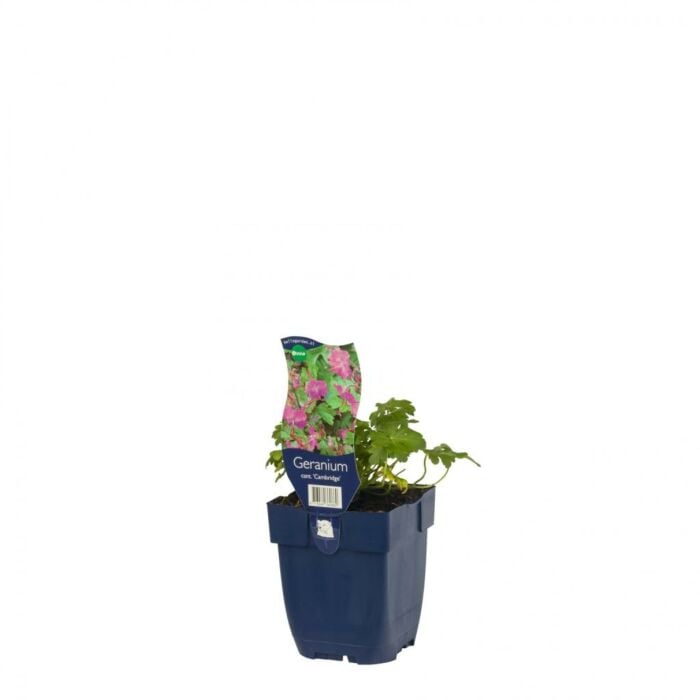 Ooievaarsbek - Geranium cant. 'Cambridge' Ooievaarsbek - Geranium cant. 'Cambridge'