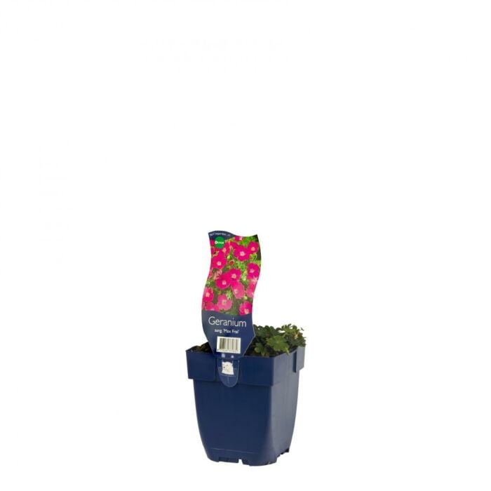 Ooievaarsbek - Geranium sang. 'Max Frei' Ooievaarsbek - Geranium sang. 'Max Frei'