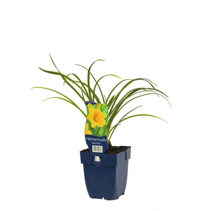 Daglelie - Hemerocallis 'Stella d'Oro'