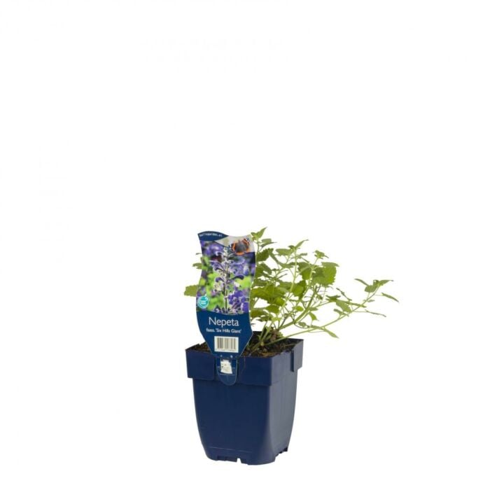 Kattenkruid - Nepeta faassenii 'Six Hills Giant'