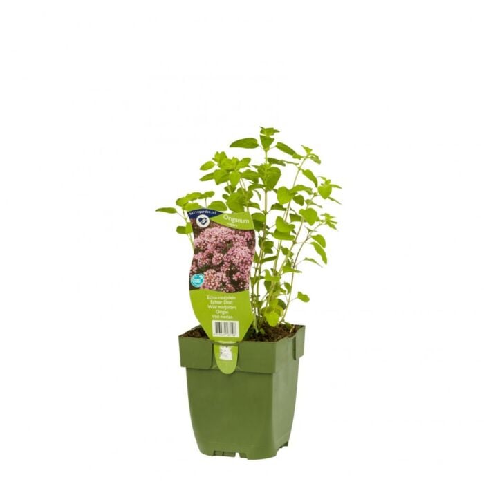 Echte marjolein - Origanum '' Echte marjolein - Origanum ''