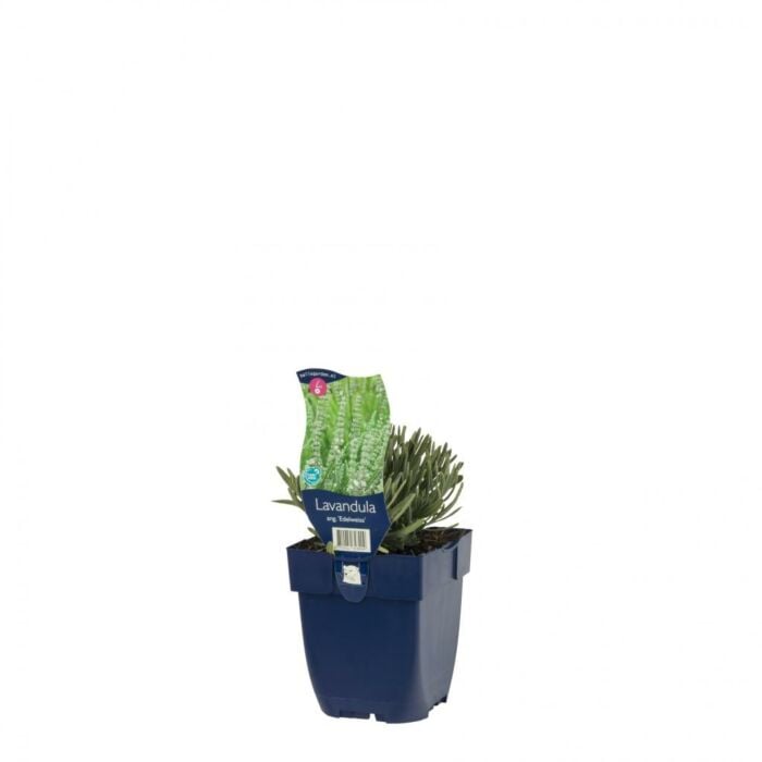Lavendel - Lavandula ang. 'Edelweiss' Lavendel - Lavandula ang. 'Edelweiss'