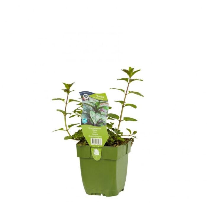 Chocolademunt - Mentha piperita 'Chocolate'