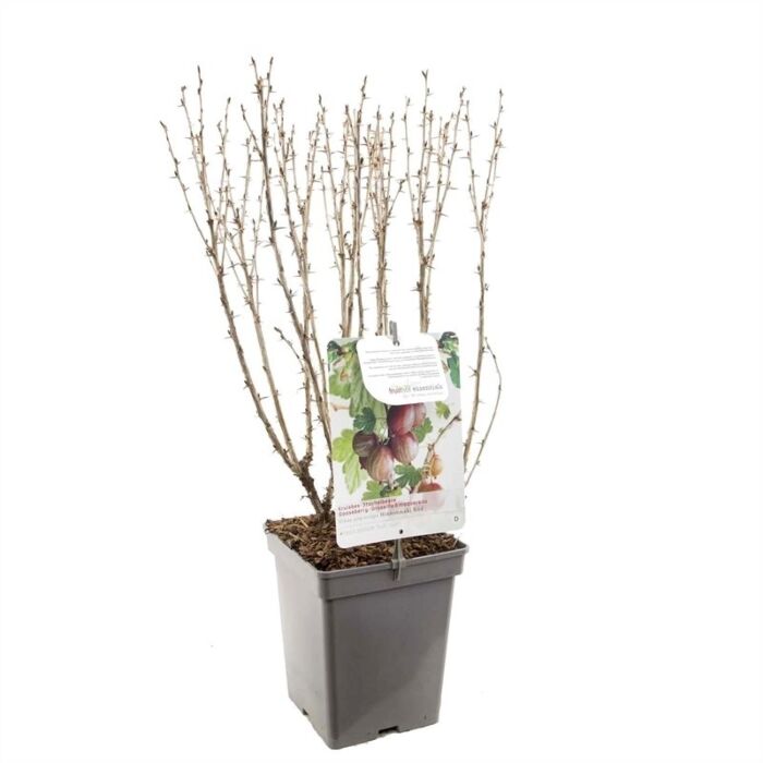 Rode Kruisbes - Ribes Uva-Crispa 'Hinnonmaki Rod Rode Kruisbes - Ribes Uva-Crispa 'Hinnonmaki Rod