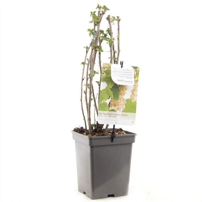 Witte bes - Ribes Rubrum 'witte Parel' H 18 cm