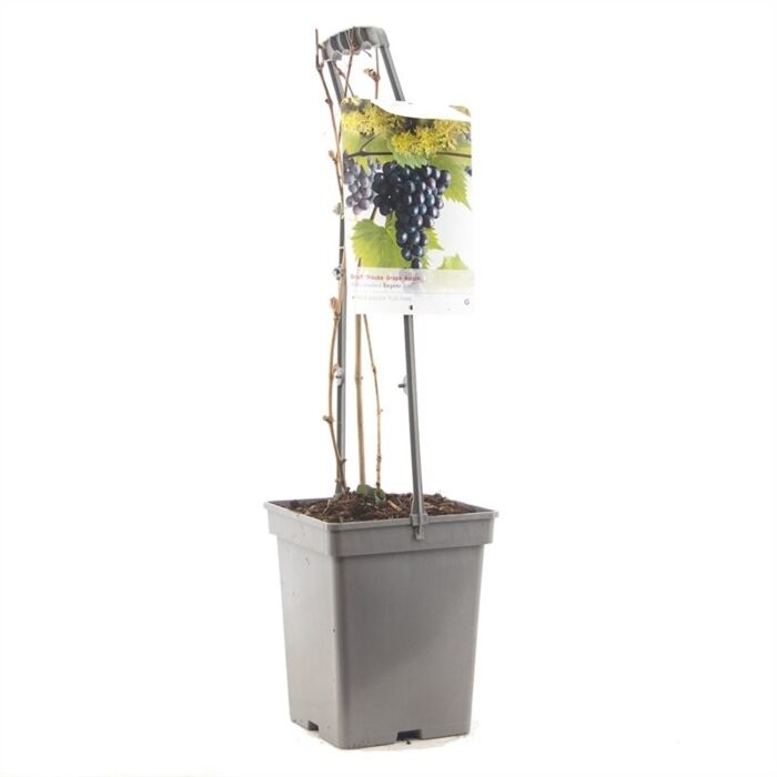 Blauwe tafeldruif - Vitis vinifera 'Regent' 18CM