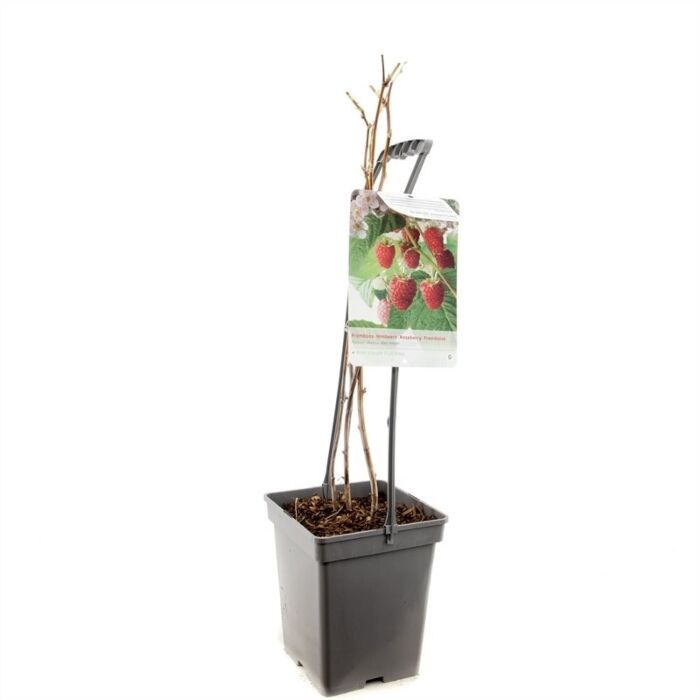 Framboos - Rubus idaeus 'Glen Ample'