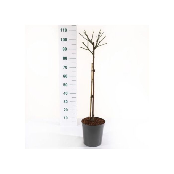 Rosa 'Schneewittchen'® Stam 90cm