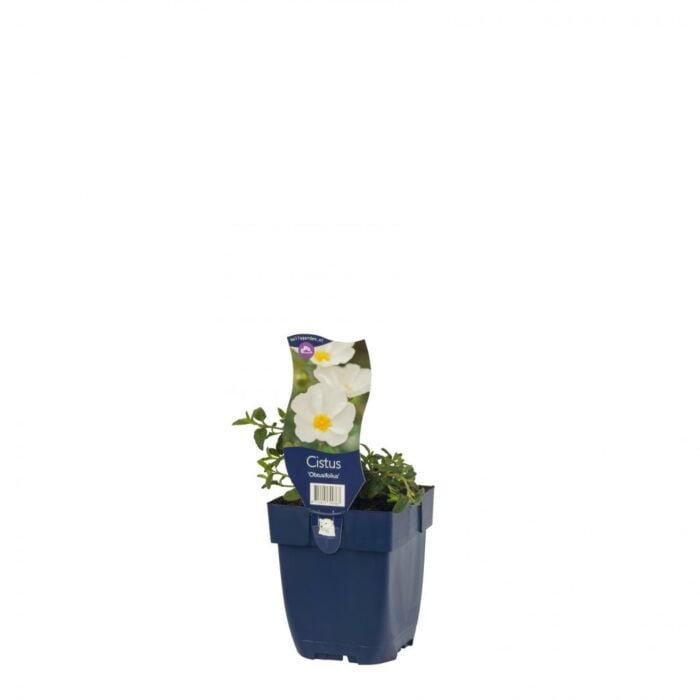 Cistusroos - Cistus 'Obtusifolius' Cistusroos - Cistus 'Obtusifolius'