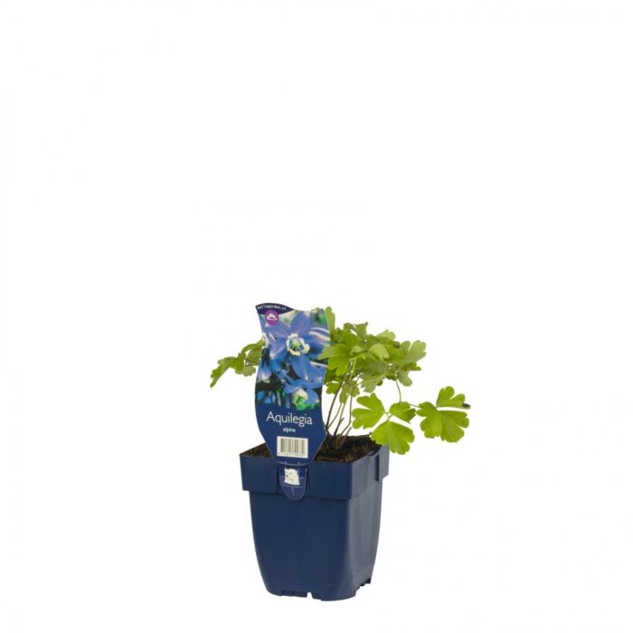 Akelei - Aquilegia alpina