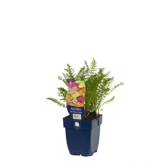 Duizendblad - Achillea mill. 'Summer Pastels' Duizendblad - Achillea mill. 'Summer Pastels'