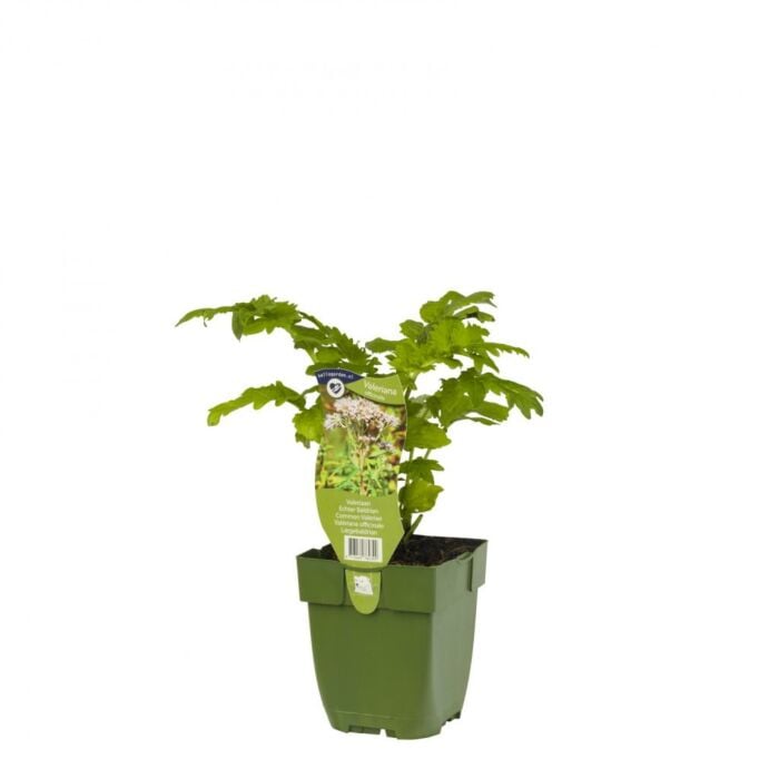 Valeriaan - Valeriana Officinalis Valeriaan - Valeriana Officinalis