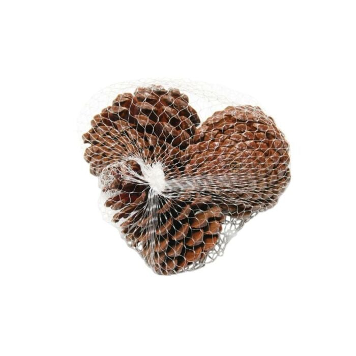 Maritima 10-12cm 3st naturel