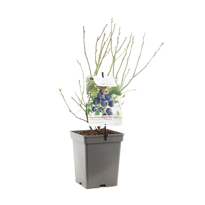 Bosbes - Vaccinium corymbosum Goldtraube