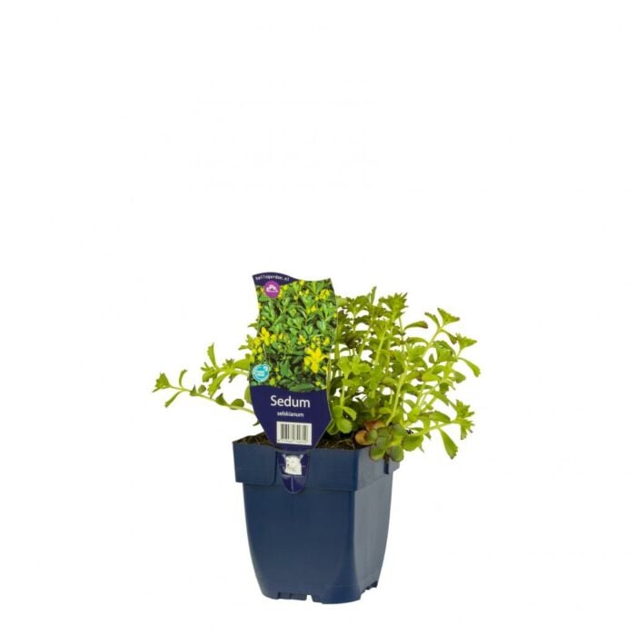 Vetkruid - Sedum Selskianum