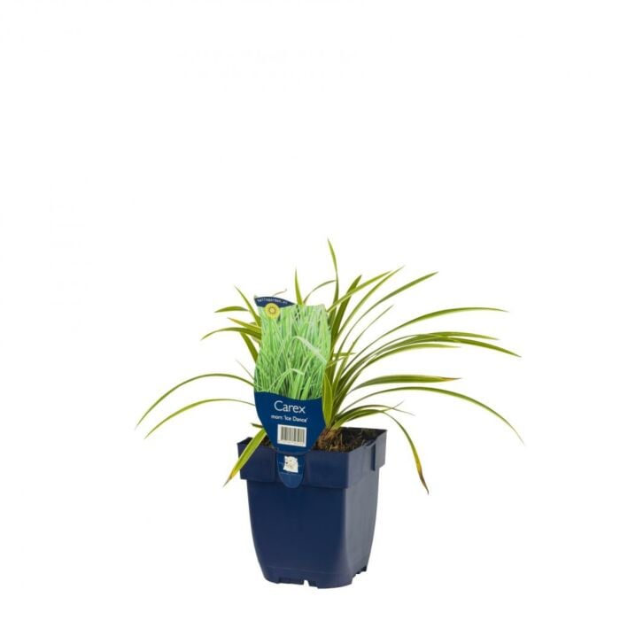 Zegge - Carex Morrowi 'Ice Dance' P11