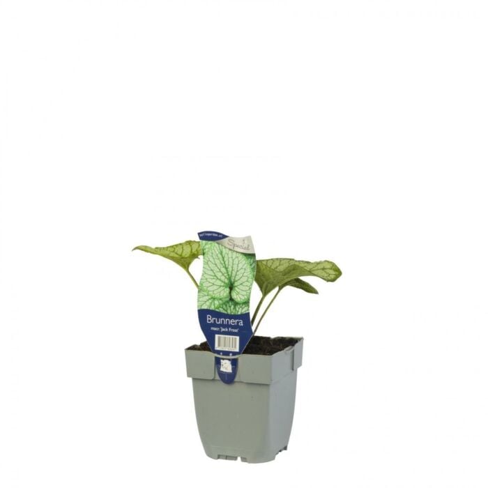 Kaukasiche vergeet-mij-nietje - Brunnera macr. 'Jack Frost'