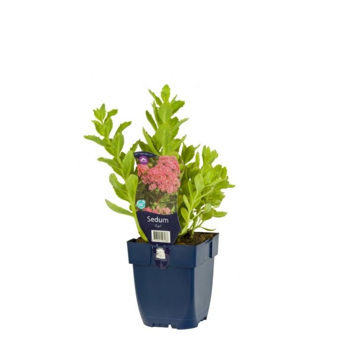 Hemelsleutel - Sedum 'Carl' Hemelsleutel - Sedum 'Carl'