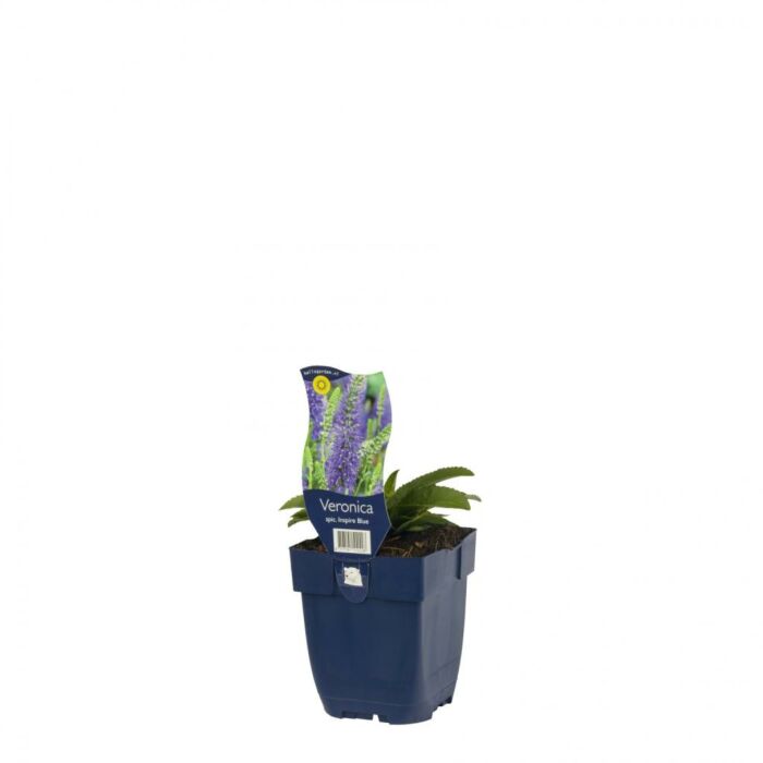 Ereprijs - Veronica spic. Inspire Blue Ereprijs - Veronica spic. Inspire Blue