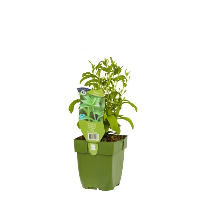 Honingkruid - Stevia rebaudiana