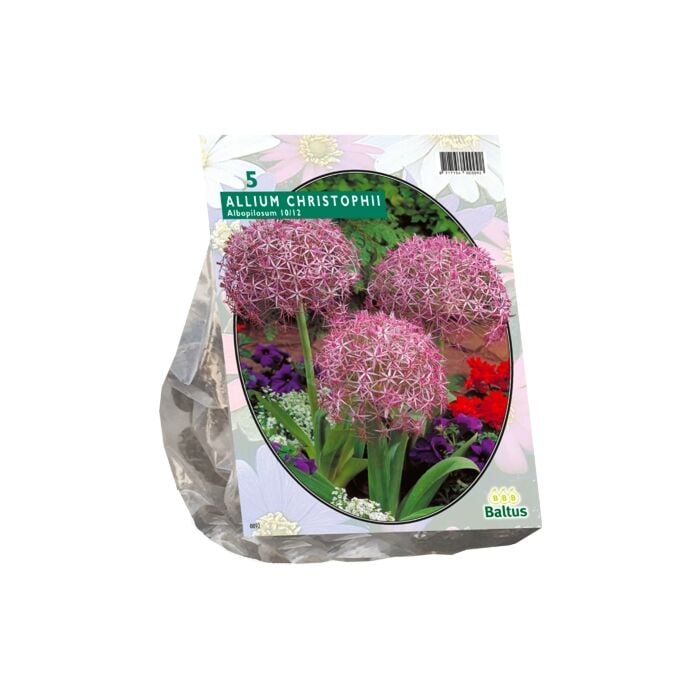 Allium Albopilosum Christophii per 5