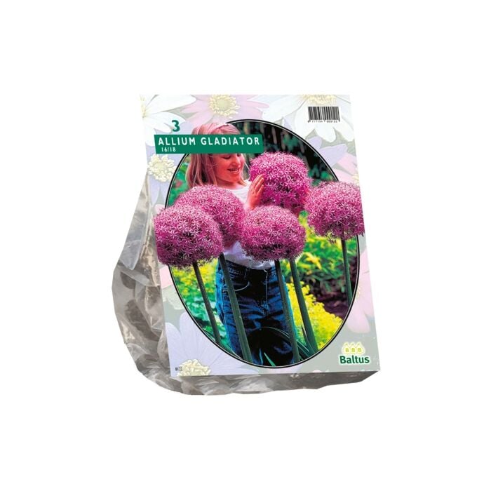 Allium Gladiator His Excellence per 3