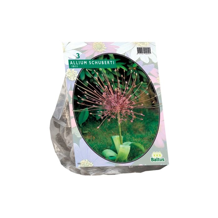 Allium Schuberti per 3