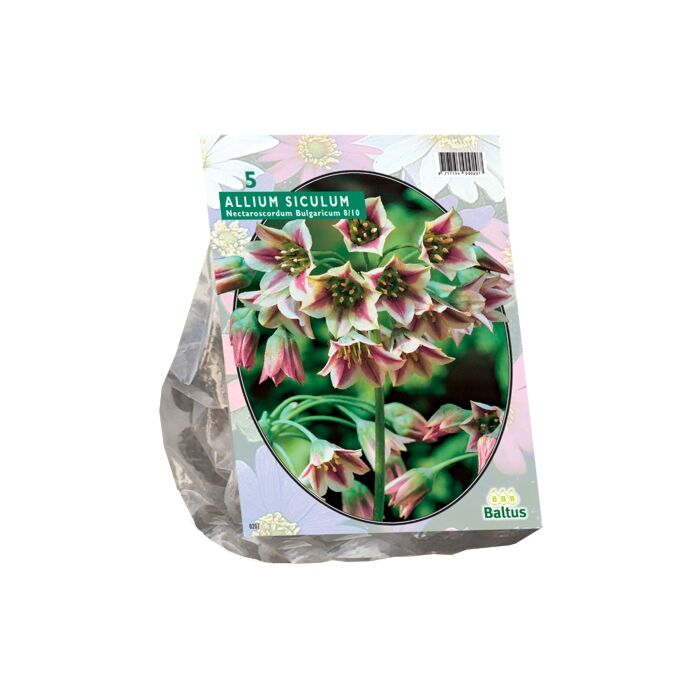Allium Siculum Bulgaricum per 5 Allium Siculum Bulgaricum per 5