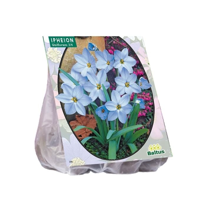 Ipheion per 100