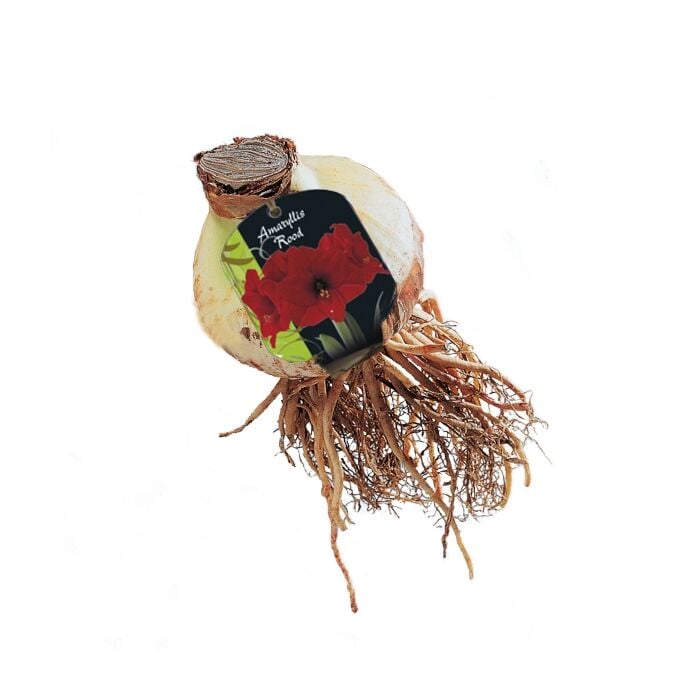 Amaryllis, Rood (Steeketiket)