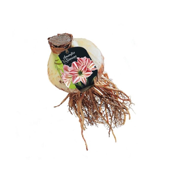 Amaryllis, Gestreept Amaryllis, Gestreept
