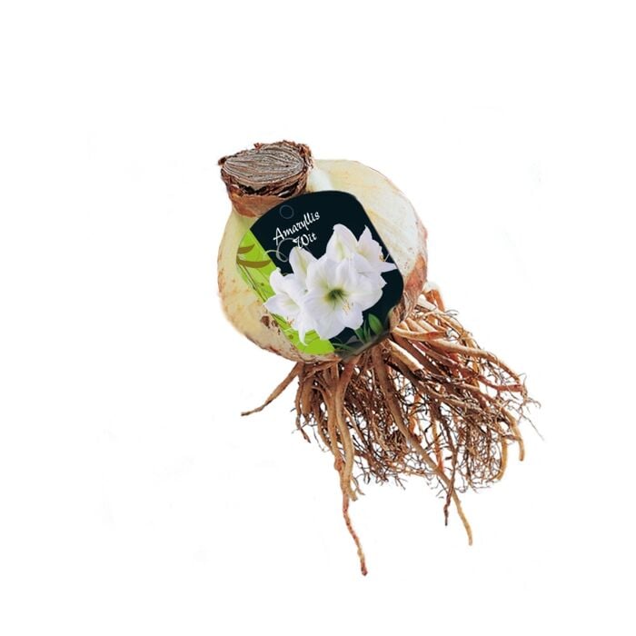 Amaryllis, Wit (Steeketiket) Amaryllis, Wit (Steeketiket)