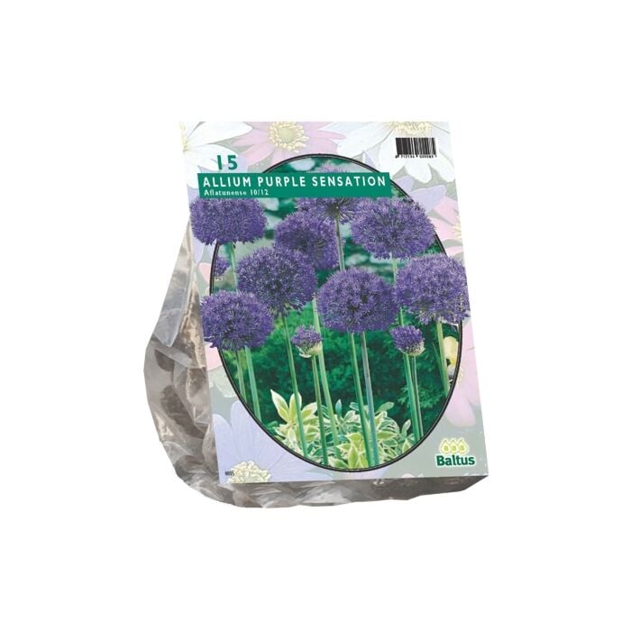 Allium Aflatunense Purple Sensation per 15 Allium Aflatunense Purple Sensation per 15