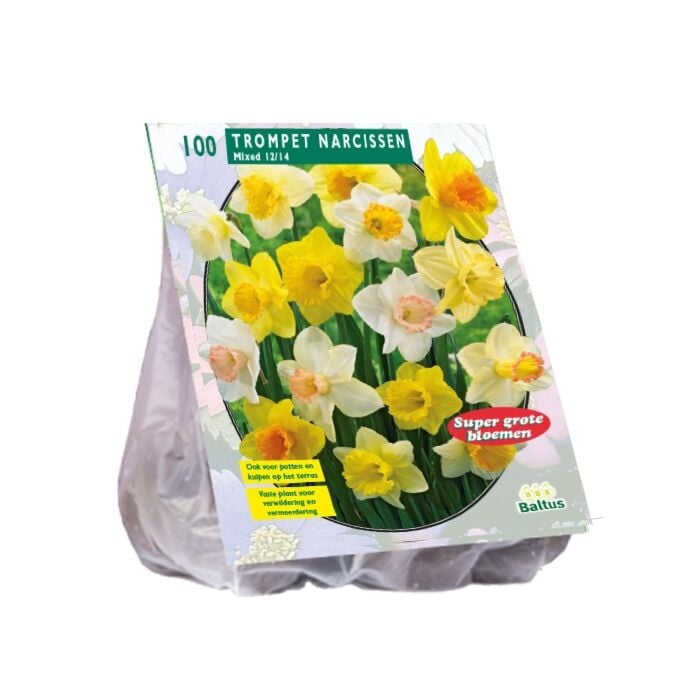 Narcis Trompet, Mix per 100 Narcis Trompet, Mix per 100