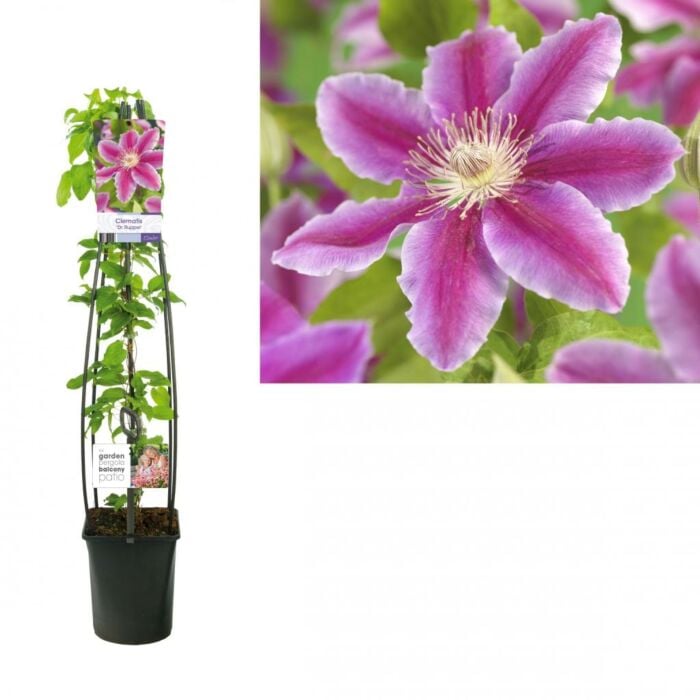 Bosrank - Clematis 'Dr Ruppel'