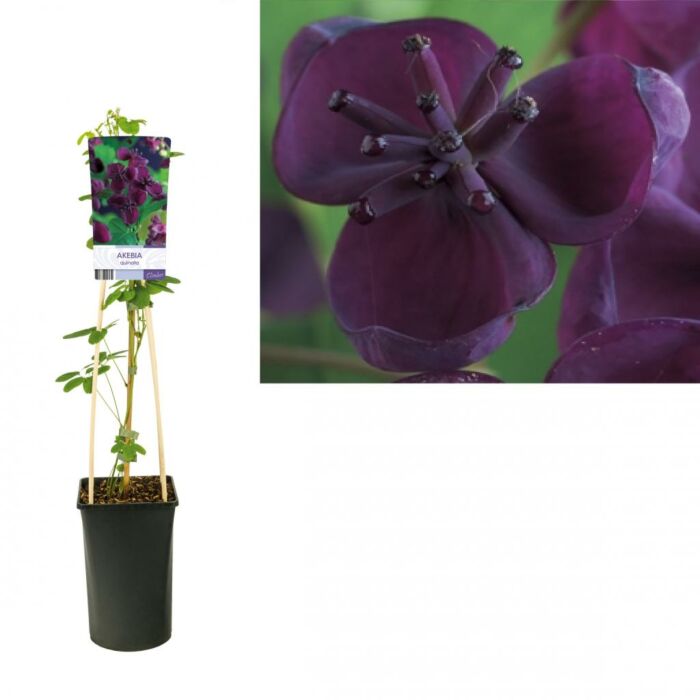 Schijnaugurk - Akebia Quinata Schijnaugurk - Akebia Quinata