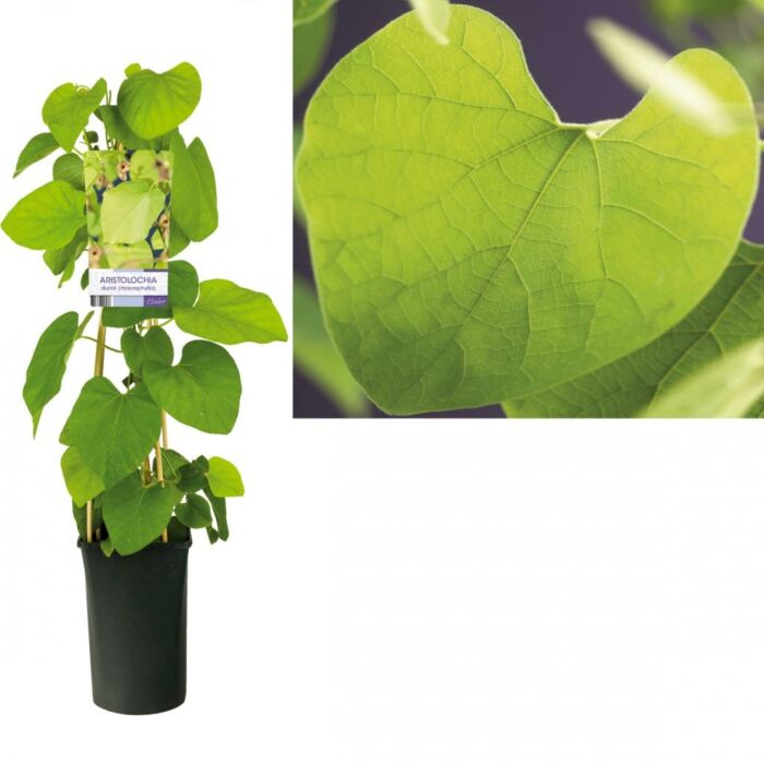 Duitse pijp - Aristolochia macrophylla