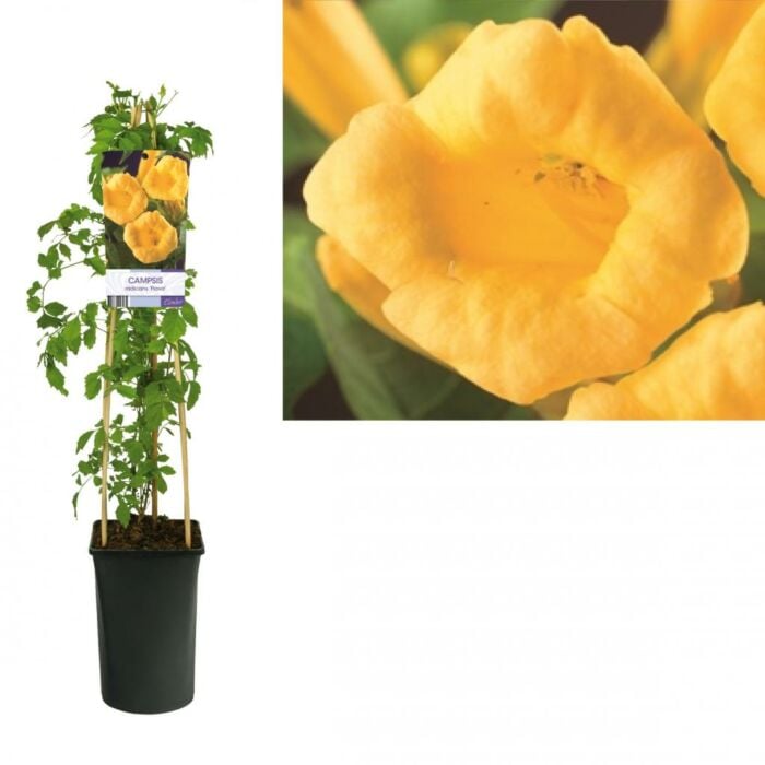 Trompetbloem - Campsis Radicans 'Flava' Trompetbloem - Campsis Radicans 'Flava'