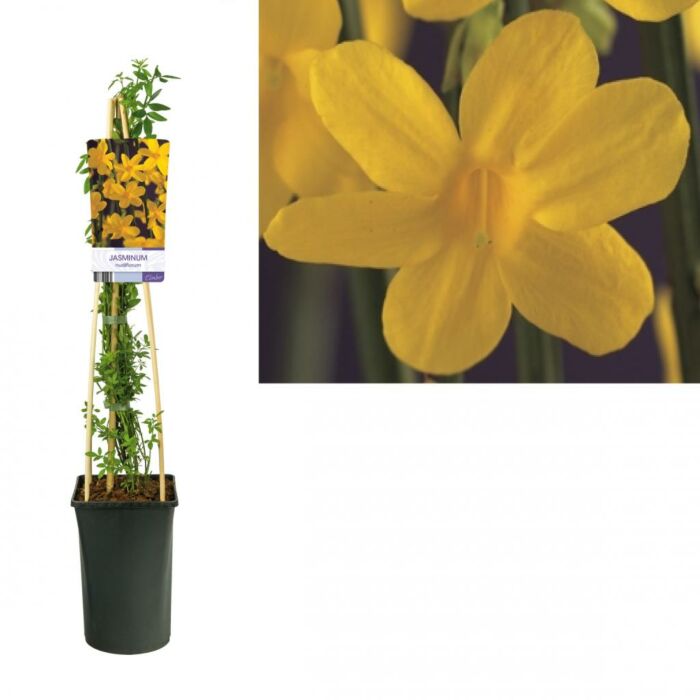 Winterjasmijn - Jasminum Nudiflorum Winterjasmijn - Jasminum Nudiflorum
