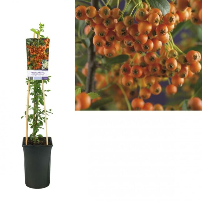 Vuurdoorn - Pyracantha 'Orange Charmer' Vuurdoorn - Pyracantha 'Orange Charmer'