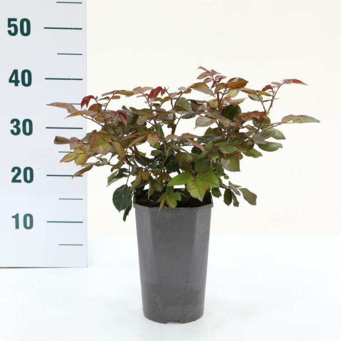 Rosa 'Nostalgie'®
