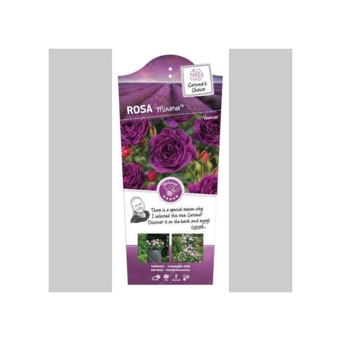 Rosa 'Minerva'® Paars Rosa 'Minerva'® Paars