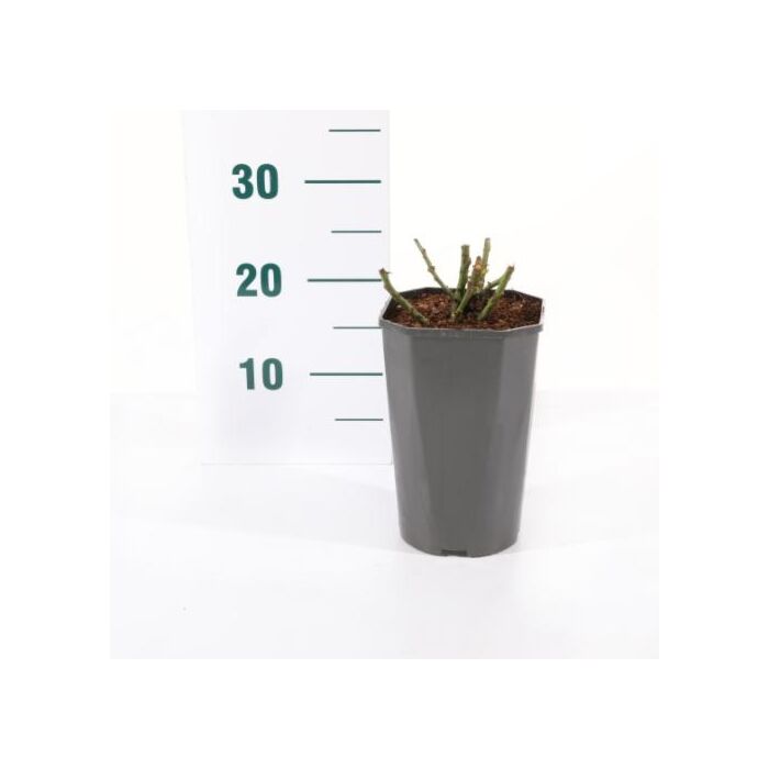 rosa 'Augusta Luise'®