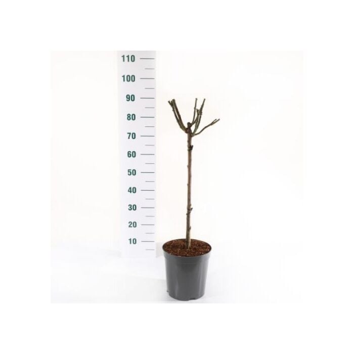 Rosa 'Nostalgie'® Stam 60 cm