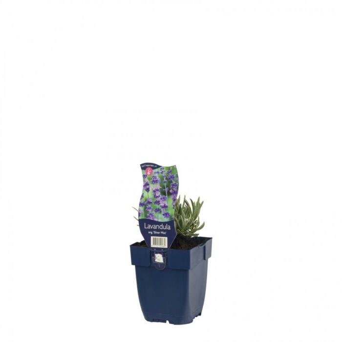 Lavendel - Lavandula ang. 'Silver Mist'